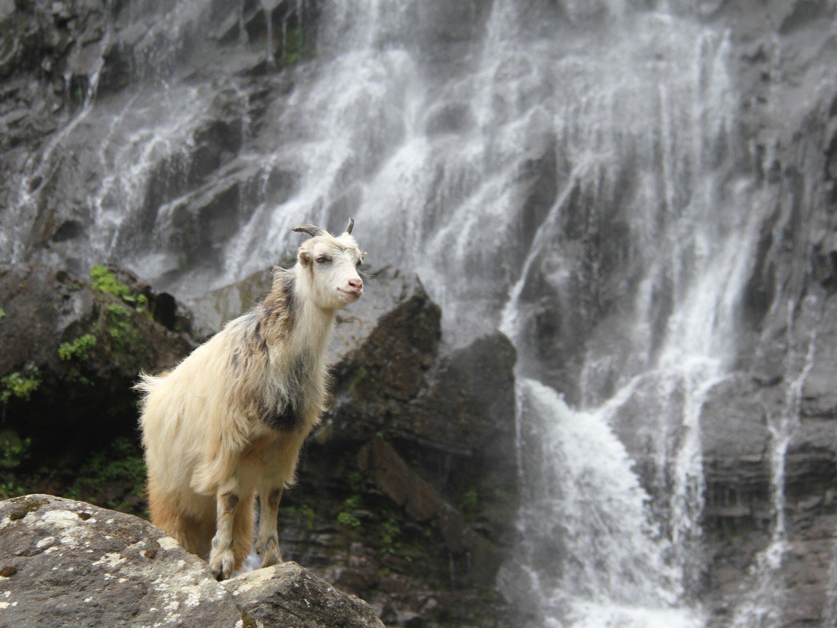 Mençuna Şelalesinin Kralı