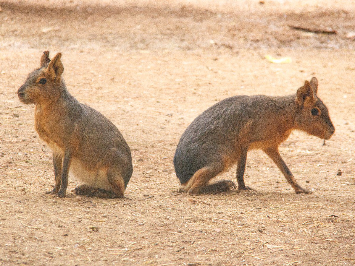Sevimli Yaban Hayatı